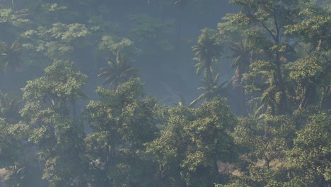 Nebel-Bedeckte-Dschungel-Regenwaldlandschaft